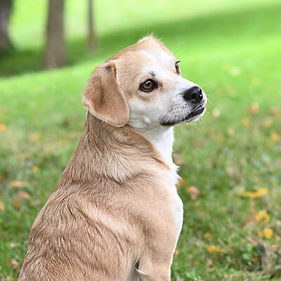Praxishund Motcho als Büstenportrait